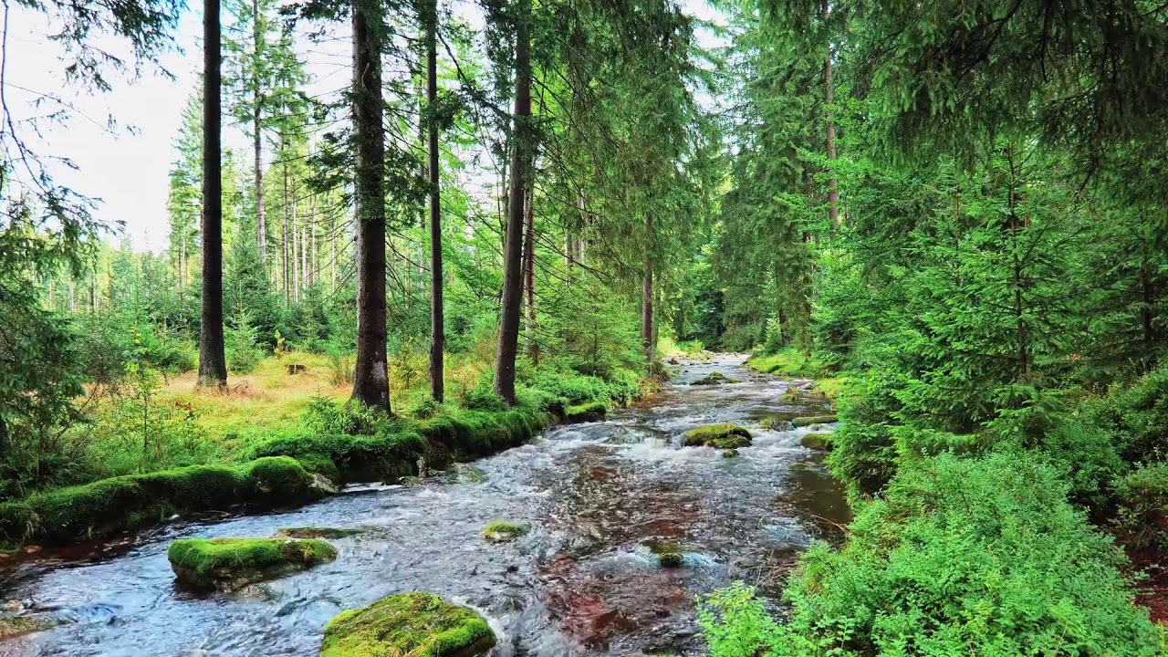 LIVE 24/7 Mountain Rivers • Fast & Powerful Water Flow for Focus, Work & Relax