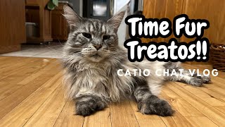 Treat Cabinet Capers | Catio Chat Vlog #animals #pets #catvideo #cats #catlover