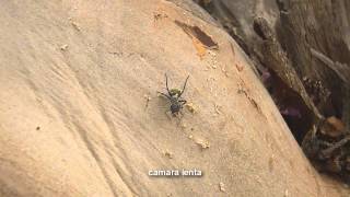 Hormiga Carpintera