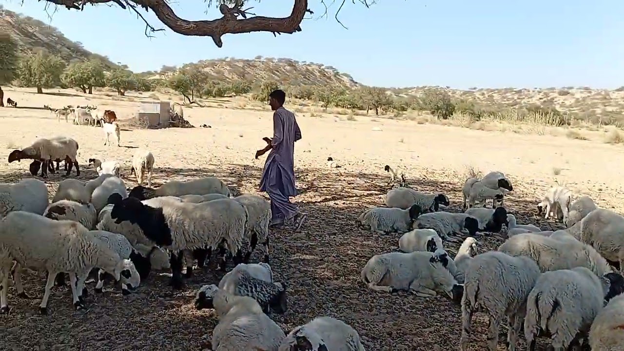 Sheep and Gots Vloge ||Village life Thar Desert
