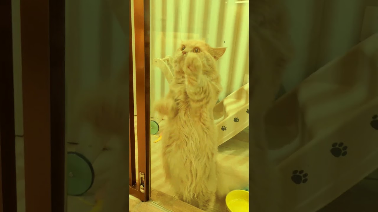 The little slutty cat doing the side dance