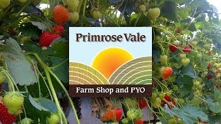 Primrose Vale - Pick your own fruit and vegetables in Gloucestershire
