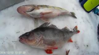 Зимняя рыбалка - это песня... Мой красивый улов
