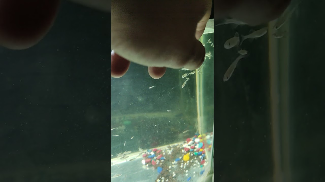 малабарский данио растёт