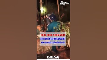 Cháy rừng ngùn ngụt, khói lửa bốc cao hàng chục mét, hơn 400 người xuyên đêm dập lửa cứu rừng