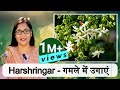 🔴HARSHRINGAR PLANT CARE हरसिंगार PARIJAT NIGHT BLOOMING JASMINE IN POT #gardening #jasmine #parijat