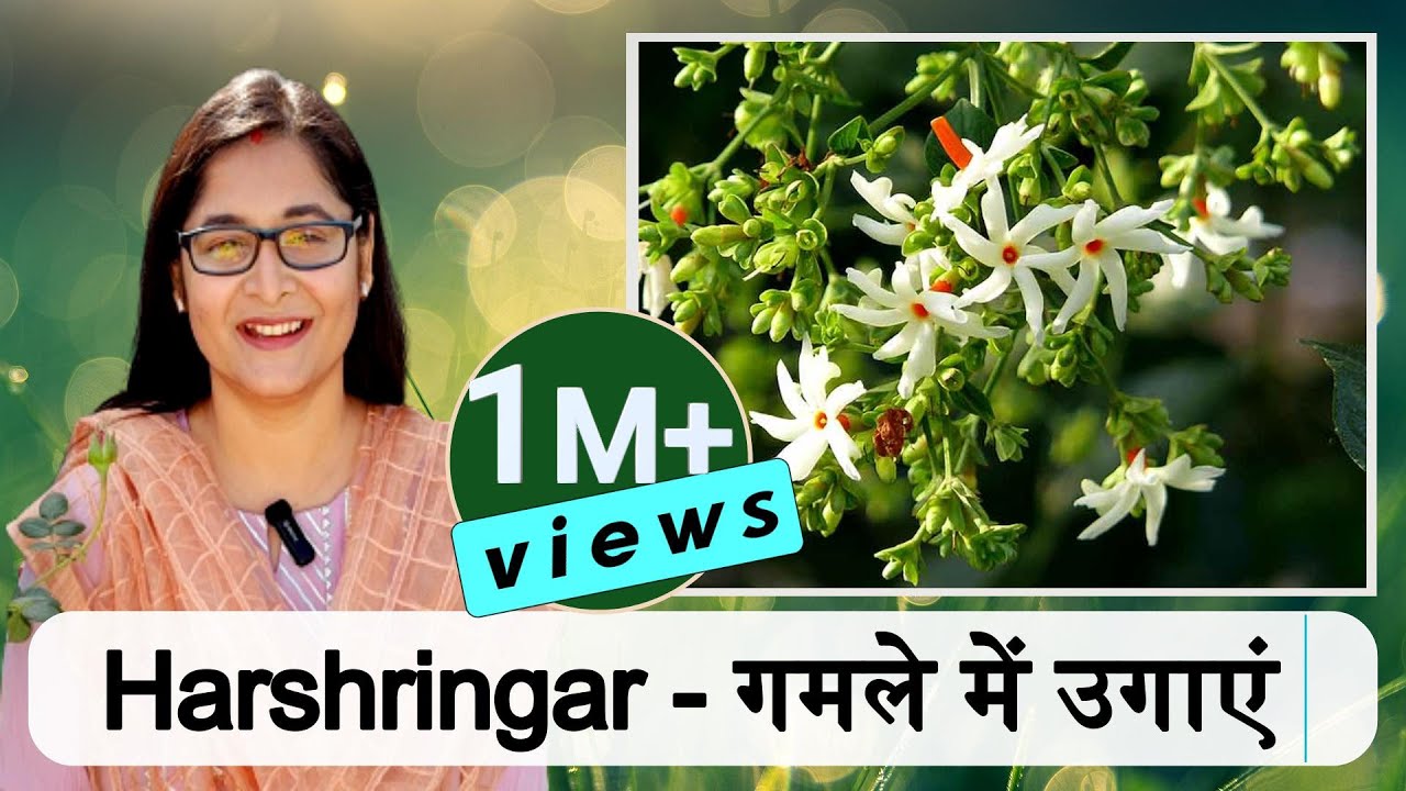 HARSHRINGAR PLANT CARE  PARIJAT NIGHT BLOOMING JASMINE IN POT  gardening  jasmine  parijat