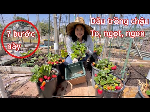 Video: 3 cách để trồng khoai lang