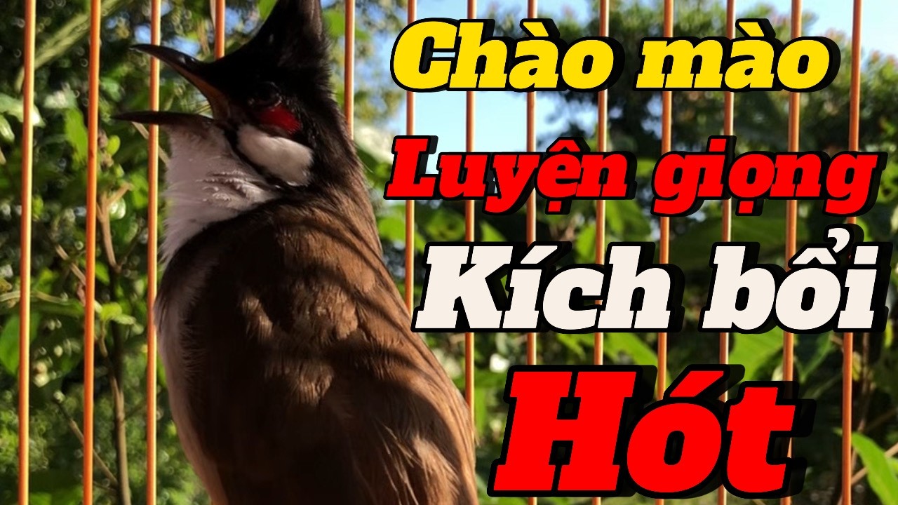 luyện giọng chào mào bổi kích chim bổi hót | dìu chim lên lửa