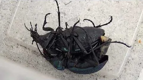 Спаривание двух Carabus (Procerus) scabrosus caucasicus (Mating of beetles)