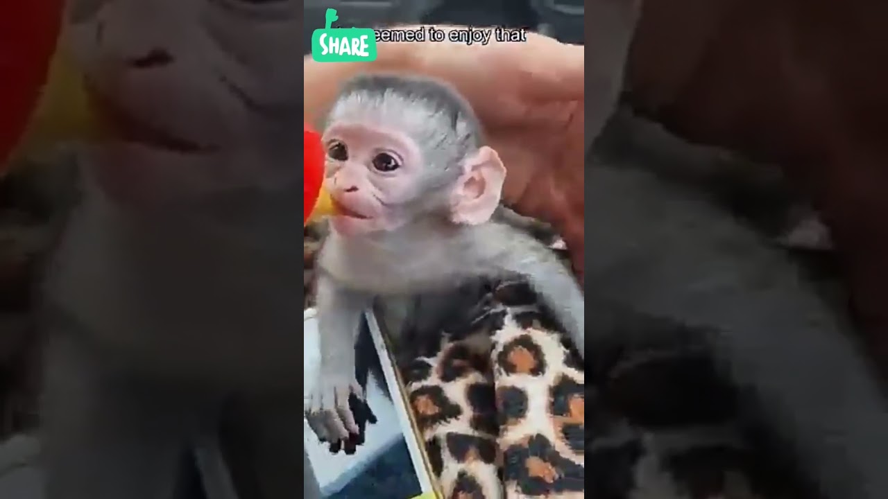 cute monkey drinking of milk🍼 