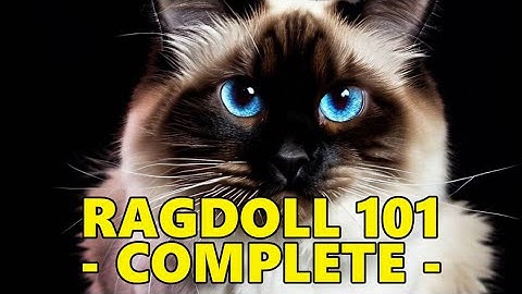 Ragdoll Cat 101 - Complete Guide Before Getting One