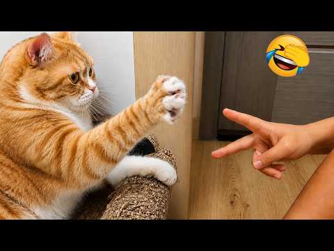 Try Not To Laugh 😅 Funny Cats and Dogs Videos 2026 😹 funny animal videos Part 97