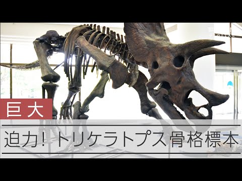 16日から「恐竜展」　トリケラトプスの全身骨格など登場
