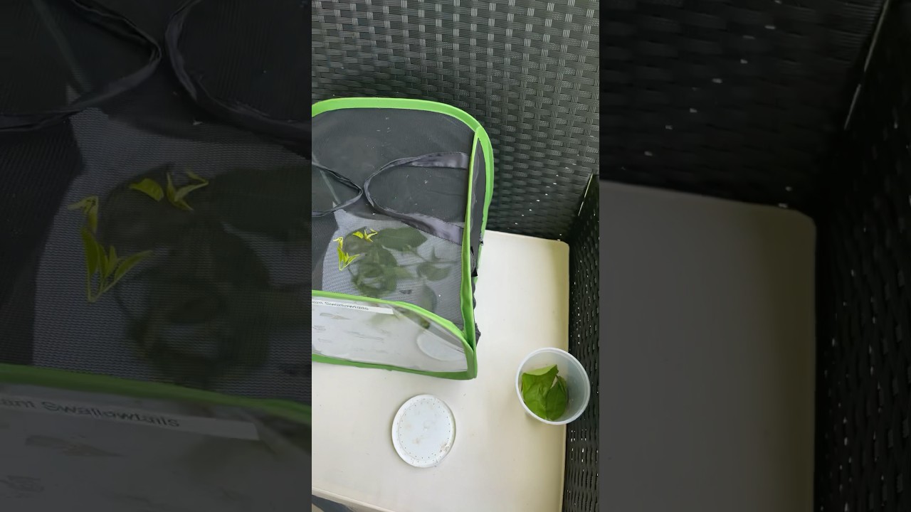 Giant Swallowtail Update Part 12 | 