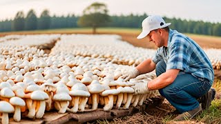 American Farmers Grow And Harvest 400 Million Mushrooms Each Year This Way