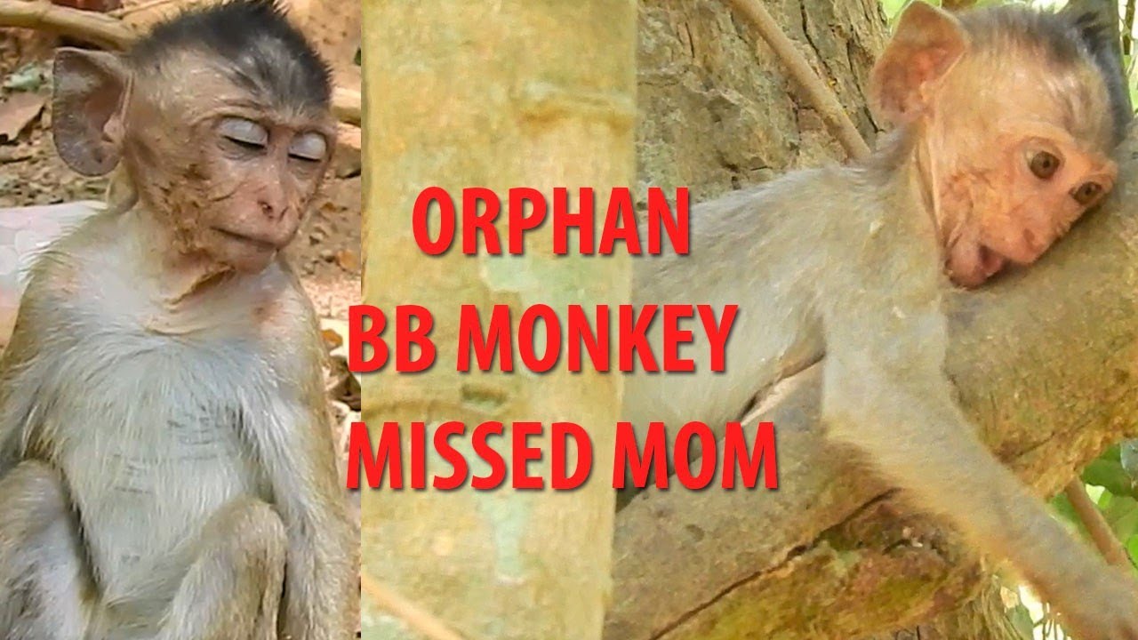 What A Pity Orphan Baby Dustin Is!|Dustin Feel Missing Mom Diamond & Hungry Not Playing
