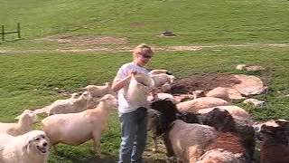 Sheep as sharks video.AVI
