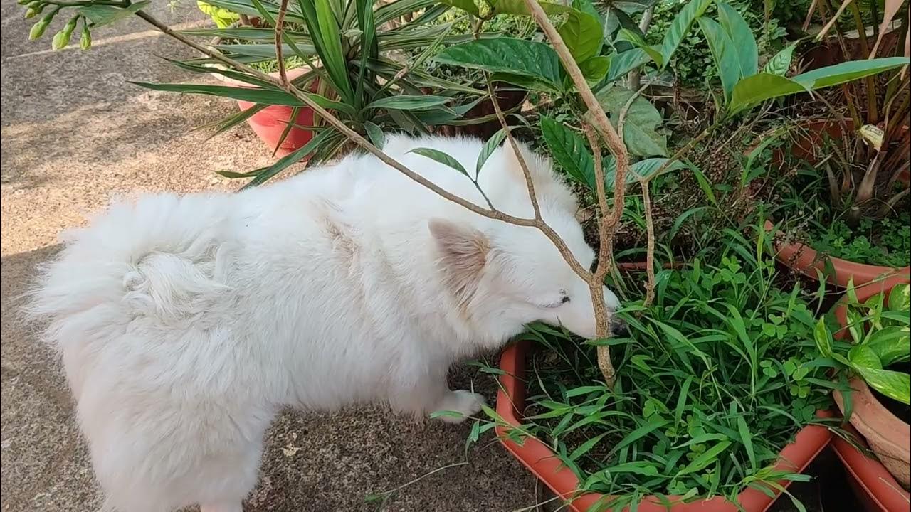 Why Dog Eat Grass And Vomit doglover petlovers vomit YouTube why-dog-eat-grass-and-vomit-doglover-petlovers-vomit-youtube