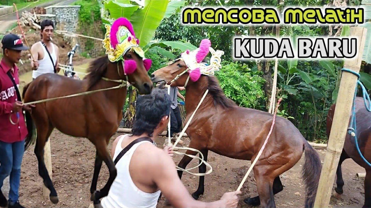 Melatih Kuda Baru Masih Debay Lucu Banget