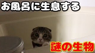 お風呂場で発見された謎の生物【スコティッシュフォールド】【Scottish Fold】