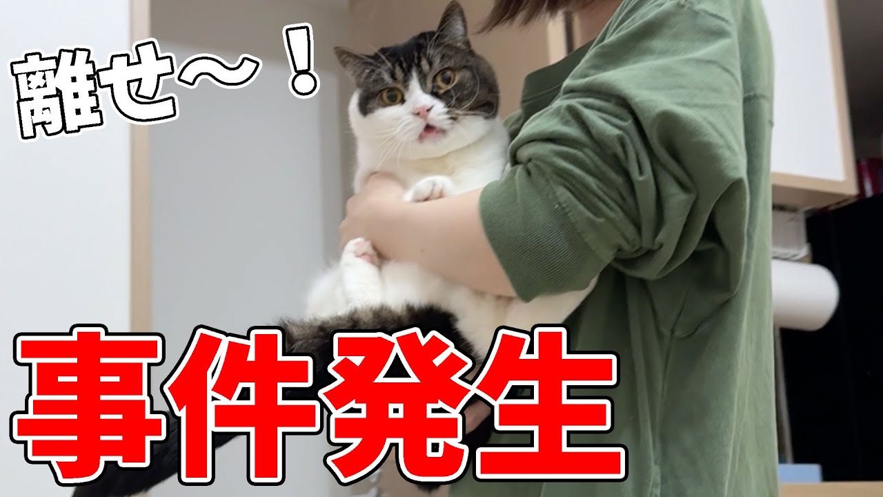 まあたねこを うたえなくなったとりと うたをたべたねこ | たなかしん, 竹澤汀 |本
