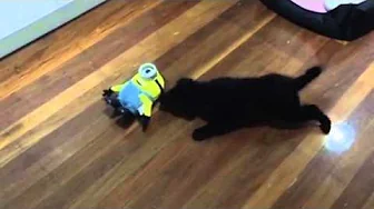 Minion Tumblin' Stuart vs. Puppy