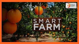 Smart Farm | Focus on pixie farming in Makueni County