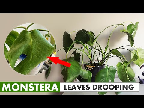 This is why your Monstera leaves drooping