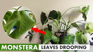This is why your Monstera leaves drooping screenshot 3
