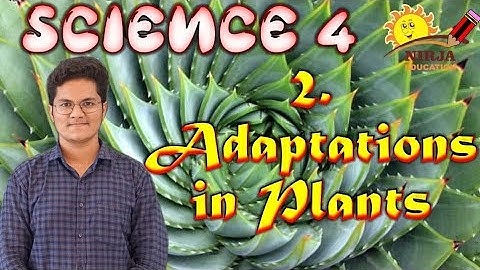 Class 4 Science || Chapter-2 || Adaptation In Plants || Class 4 Science - adaptation in plants  ch 2