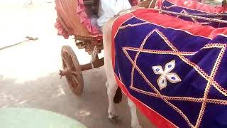 Bhadrawati Jagannath baba palkhi pandaward