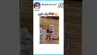 المياو حزين ?( بدون موسيقى) لايك اشترك تعليق