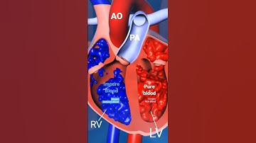 Oxygen deficient (impure) and Oxygen rich (pure)  blood l Heart pumping #heart #shorts