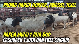 WOW HARGA DOMBA DORPER, AWASSI, TEXEL TERBARU DIOBRAL MULAI 1 JUTA 500 DI BAROKAH FARM KEDIRI