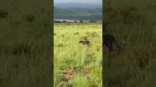 A relatively uncommon sighting on safari. Leopard just walking by.