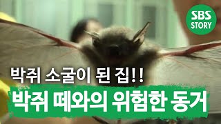 [SUB] ‘박쥐 소굴’이 되어버린 집!! 박쥐 떼와의 위험한 동거 #TV동물농장 #AnimalFarm #SBSstory