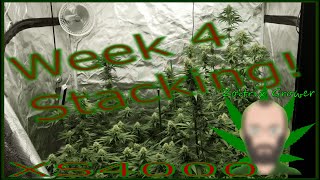 Week 4 and Stacking under the XS4000 from Viparspectra! | Growing Your Own Cannabis!