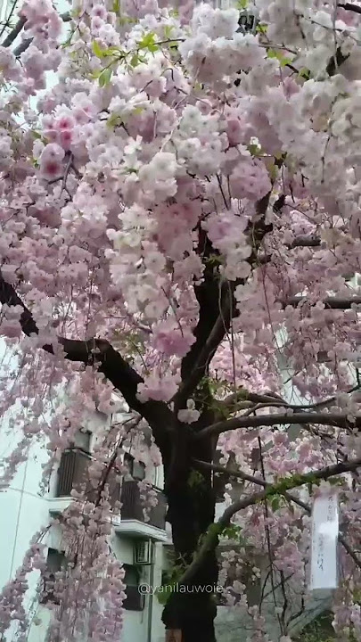 Musim Semi di Jepang, Tidak Pernah Salah 😍 #musimsemi #jepang #wisatajepang #jalanjalan #wisata