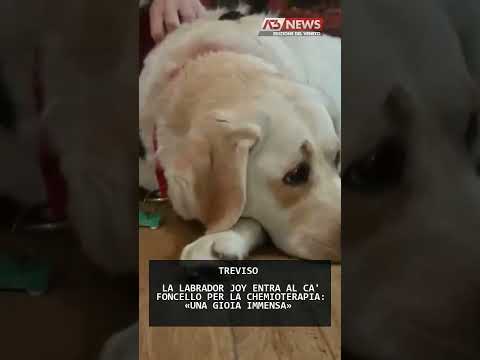 Video LA LABRADOR JOY ENTRA AL CA' FONCELLO PER LA CHEMIOTERAPIA: «UNA GIOIA IMMENSA» | 15/04/2026