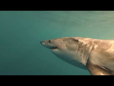 Fisherman Jumps in Water with Great White Shark