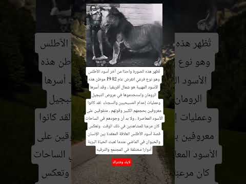 ت ظهر هذه الصورة واحد ا من آخر أسود الأطلس وهو نوع فرعي انقرض عام 1942 موطن هذه الأسود المهيبة هو