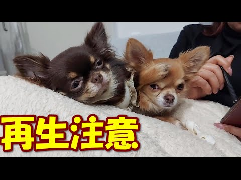 【チワワ】見ると切なくなってしまう動画