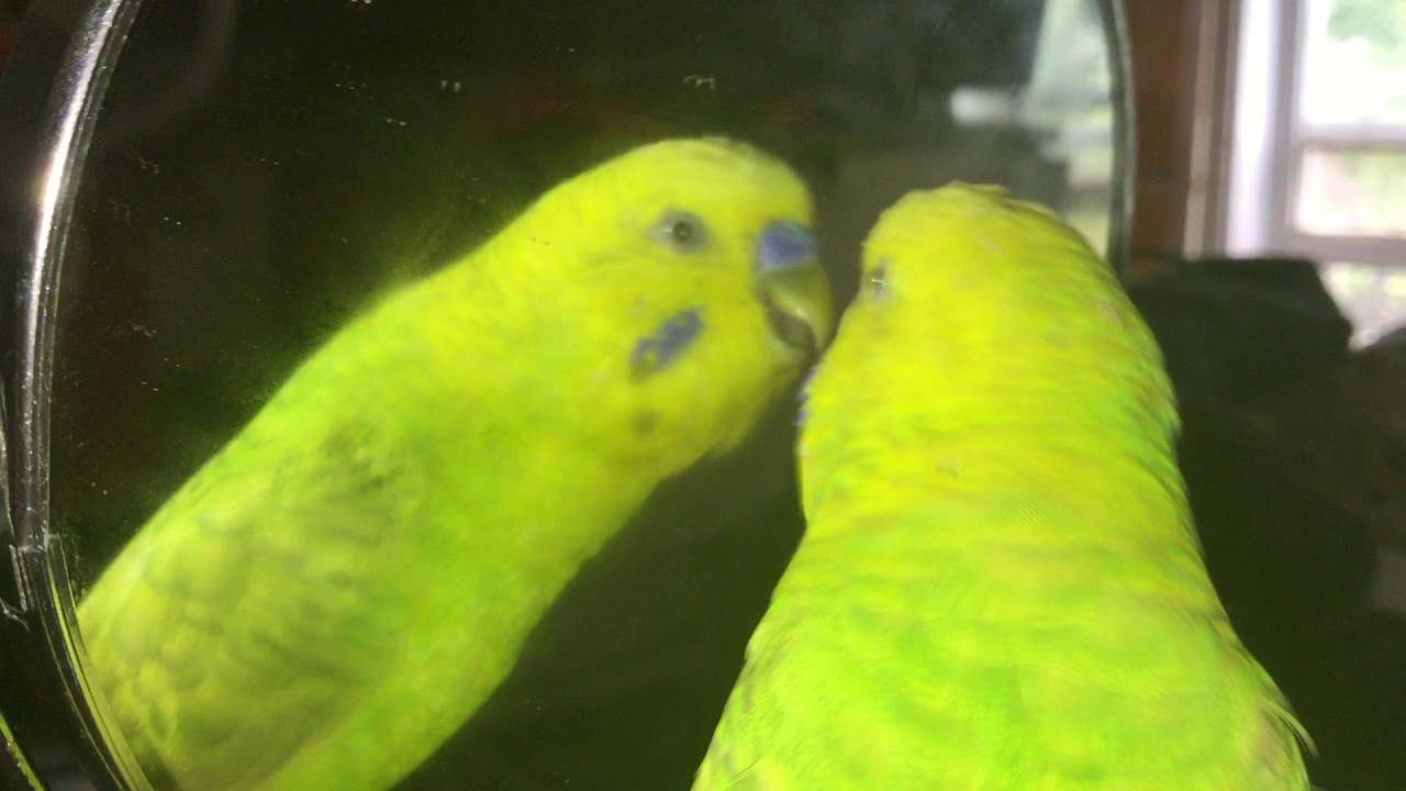 Male Budgie/Parakeet Courting And Feeding Mirror(Snip)(Волнистых