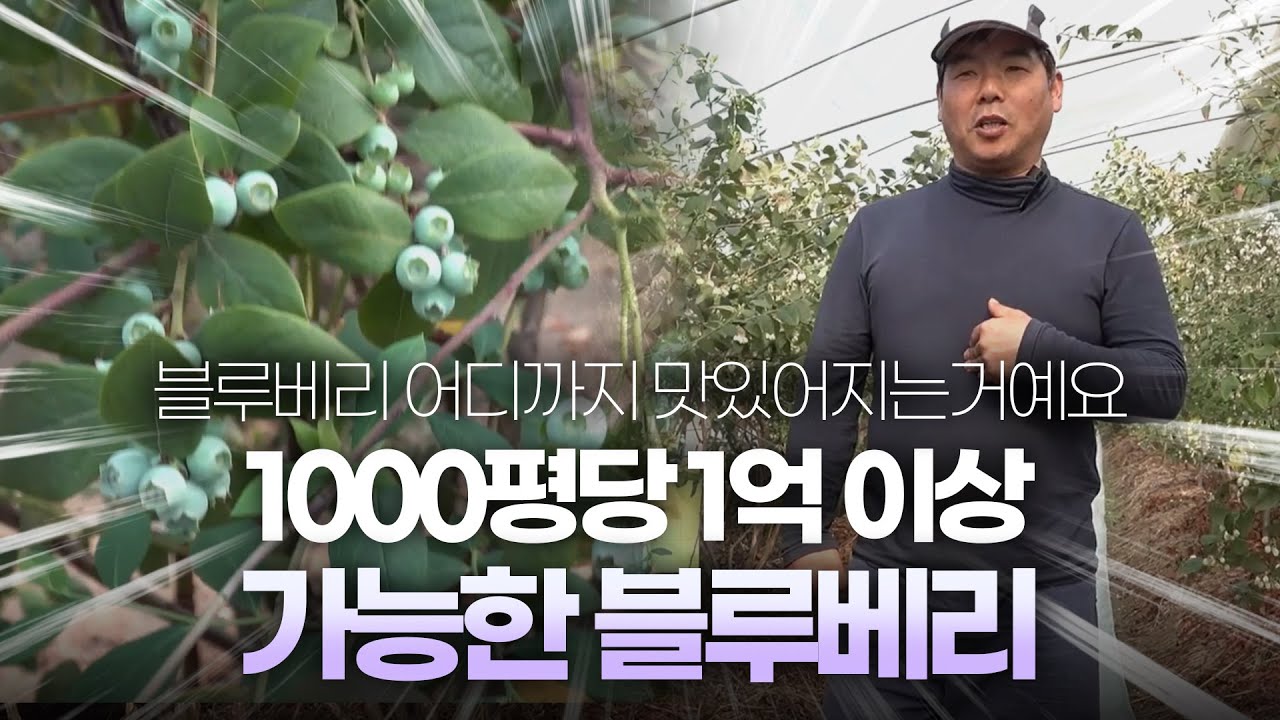 블루베리로 농립축산부 장관상 받은 회장님이 들려주는 블루베리 꿀팁 모음