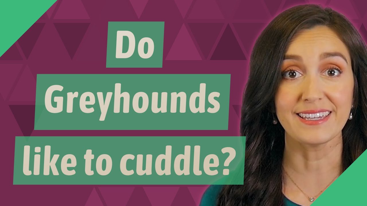 Do Greyhounds like to cuddle? YouTube