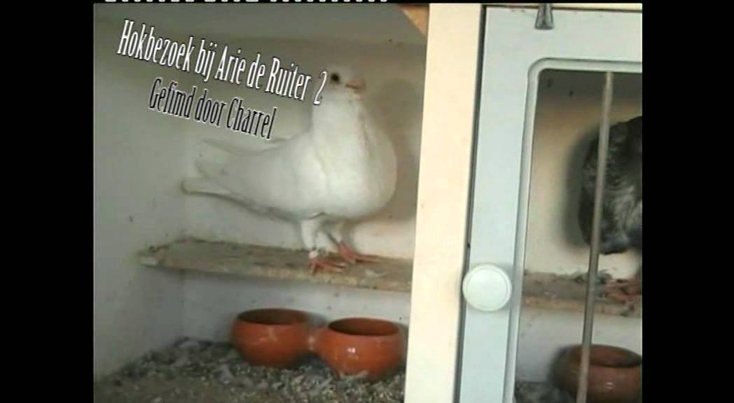 Hokbezoeken Spaansevliegduiven.nl 2011 deel 2.wmv