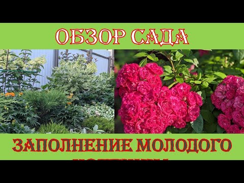 Видео: У моей черники есть ведьмина метла - Что делать с ведьминой метлой на растениях черники