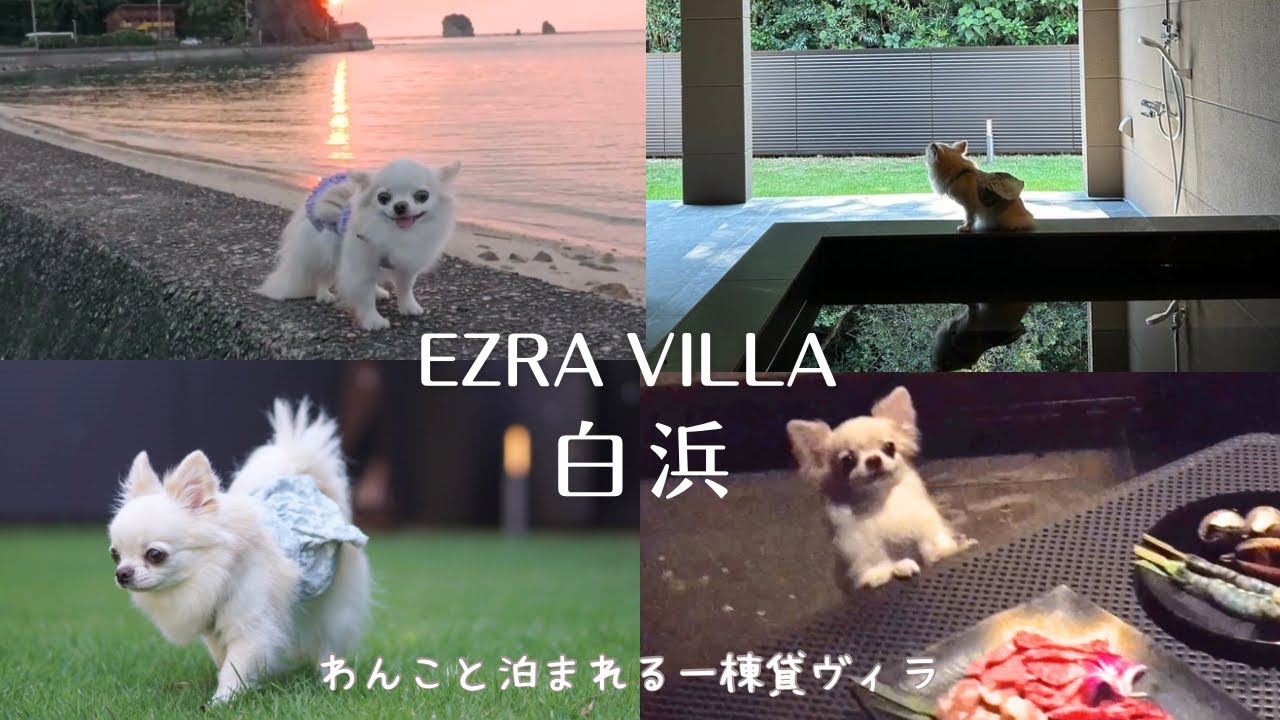 愛犬チワワと白浜の一棟貸ヴィラで非日常的な犬連れ旅