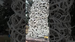 750 Fine If You Remove An Antler